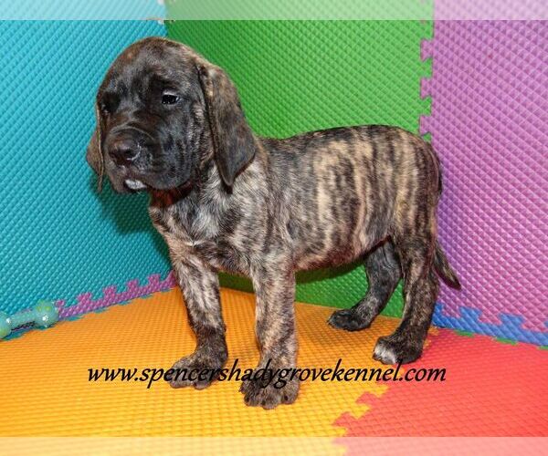 Medium Photo #3 Mastiff Puppy For Sale in CABOOL, MO, USA
