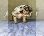 Small Photo #2 Bulldog Puppy For Sale in BAKERSFIELD, CA, USA