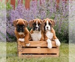 Small #1 Boxer