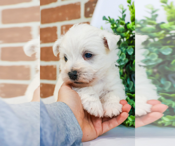Medium Photo #5 West Highland White Terrier Puppy For Sale in SYRACUSE, IN, USA