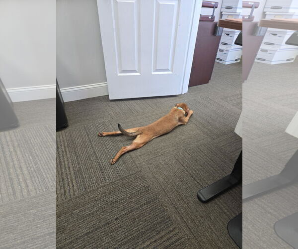 Medium Photo #2 Chihuahua-Unknown Mix Puppy For Sale in Virginia Beach, VA, USA