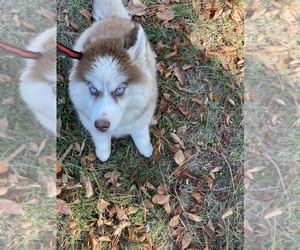 Siberian Husky Puppy for sale in RALEIGH, NC, USA