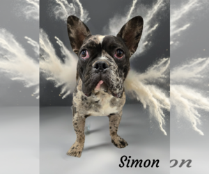 French Bulldog Dogs for adoption in Phelan, CA, USA