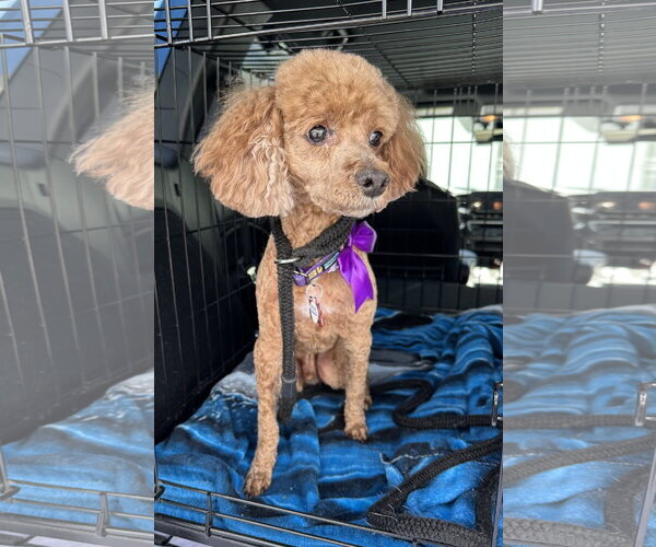Medium Photo #4 Poodle (Miniature) Puppy For Sale in Chester, NJ, USA