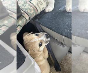 Mutt Dogs for adoption in San Antonio, TX, USA