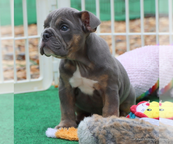 Medium Photo #12 Bulldog Puppy For Sale in WINNSBORO, TX, USA