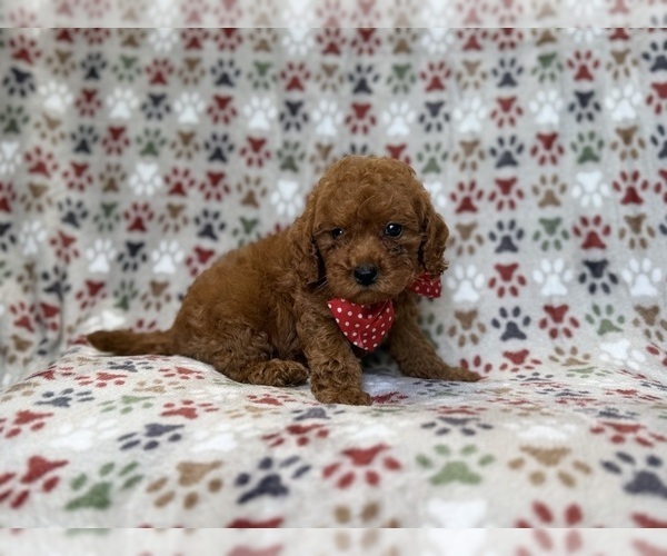 Medium Photo #6 Cavapoo (Miniature) Puppy For Sale in LAKELAND, FL, USA