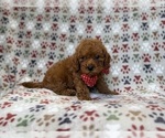 Small #5 Cavapoo (Miniature)