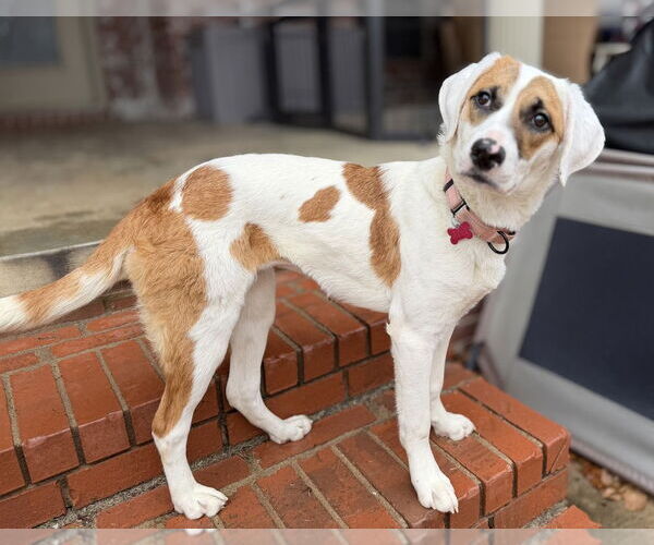 Medium Photo #6 Mutt Puppy For Sale in Boston, MA, USA