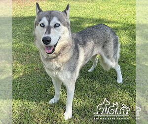 Siberian Husky Dogs for adoption in Irvine, CA, USA