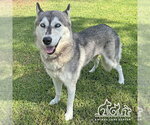 ARWEN - Female Siberian Husky Dog for Adoption - Small photo