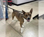 Small Mutt