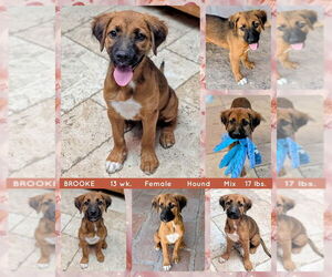 Mutt Dogs for adoption in Mesa, AZ, USA