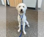 Small Anadoodle