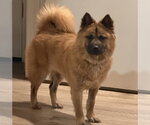 Small Photo #3 Chow Chow Puppy For Sale in San Antonio, TX, USA