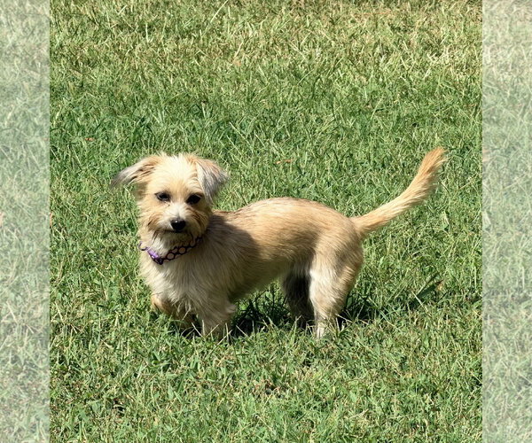 Medium Photo #5 Mutt Puppy For Sale in Arlington, VA, USA