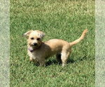 Small #4 Mutt