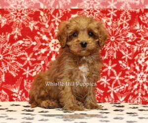 Cavapoo Puppy for sale in DENVER, PA, USA