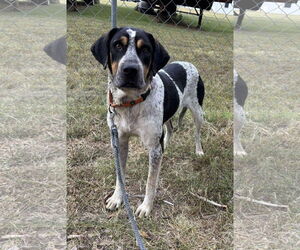 Mutt Dogs for adoption in Rustburg, VA, USA
