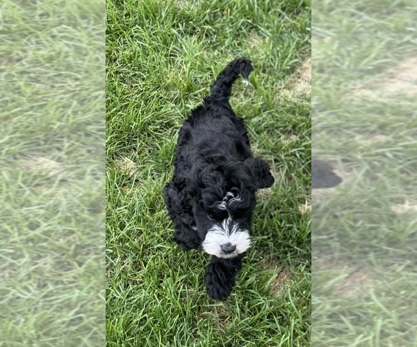 Medium Photo #7 Miniature Bernedoodle Puppy For Sale in LONGMONT, CO, USA