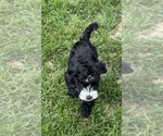 Small #6 Miniature Bernedoodle