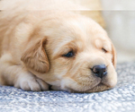 Small #10 Labrador Retriever