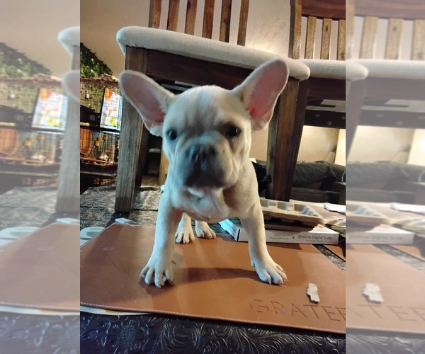 Medium Photo #1 French Bulldog Puppy For Sale in HUNTSVILLE, TX, USA
