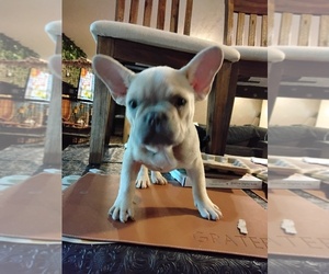 French Bulldog Puppy for sale in HUNTSVILLE, TX, USA
