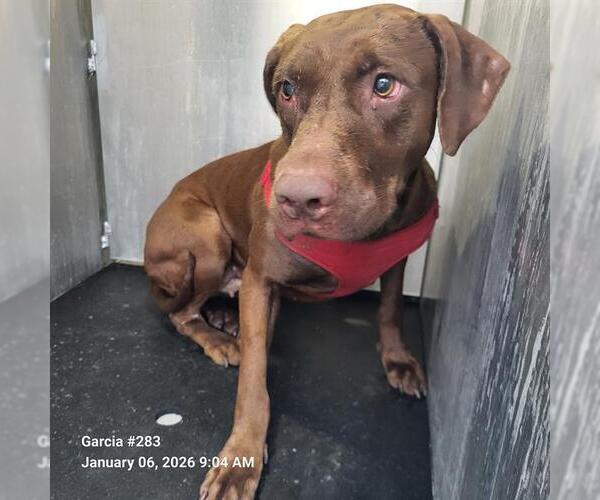 Medium Photo #1 Labrador Retriever-Unknown Mix Puppy For Sale in San Antonio, TX, USA
