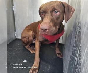 Labrador Retriever-Unknown Mix Dogs for adoption in San Antonio, TX, USA