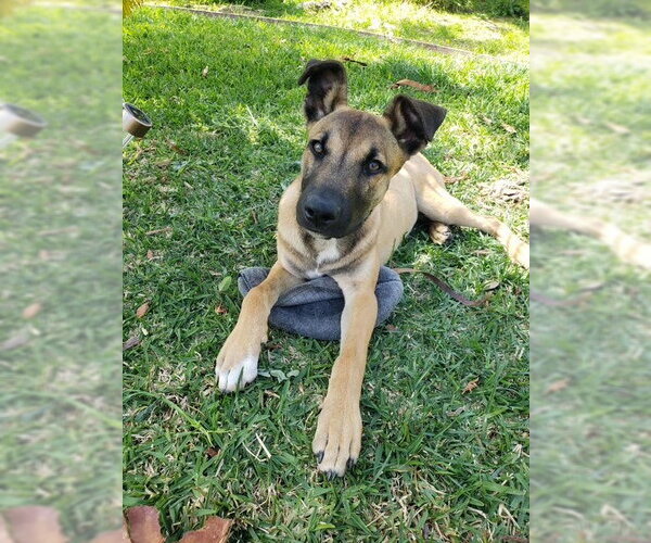 Medium Photo #1 Mutt Puppy For Sale in San Juan Capistrano, CA, USA