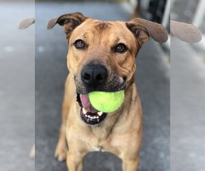 Mutt Dogs for adoption in Acworth, GA, USA