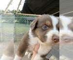 Small Photo #26 Australian Shepherd Puppy For Sale in MERIDIANVILLE, AL, USA