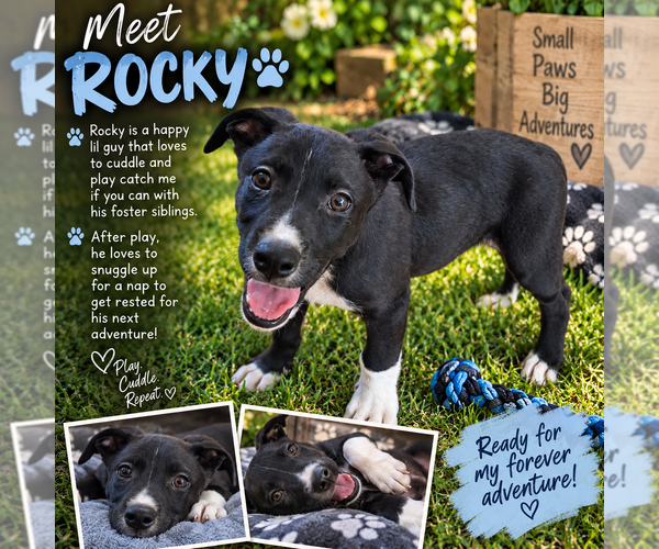 Medium Photo #2 Mutt Puppy For Sale in Mooresville, NC, USA