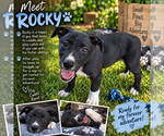 Small Photo #2 Mutt Puppy For Sale in Mooresville, NC, USA