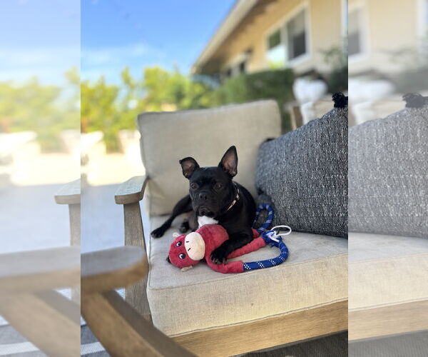 Medium Photo #12 Faux Frenchbo Bulldog Puppy For Sale in Corona, CA, USA
