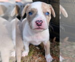 Small #2 Mutt