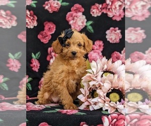 Miniature Labradoodle Puppy for sale in KINZERS, PA, USA