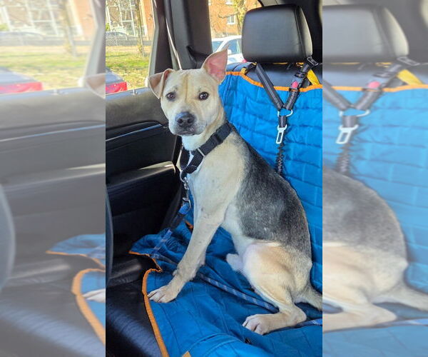 Medium Photo #4 Shepradors Puppy For Sale in Sayreville, NJ, NJ, USA