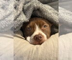 Small #6 American Pit Bull Terrier Mix