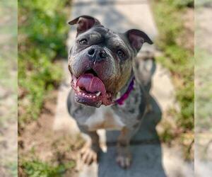 Bulldog-Unknown Mix Dogs for adoption in Aurora, CO, USA
