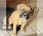 Small Photo #25 Boxer Puppy For Sale in EAST LONGMEADOW, MA, USA