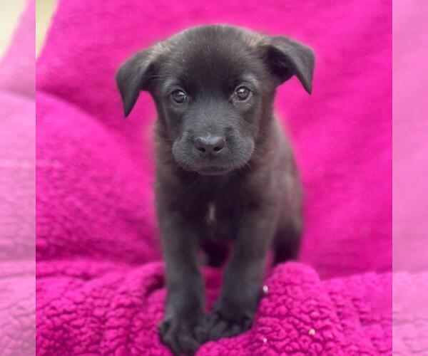 Medium Photo #2 Labrador Retriever-Unknown Mix Puppy For Sale in San Diego, CA, USA