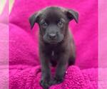 Small #1 Labrador Retriever Mix