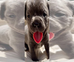 Puppy 7 Cane Corso