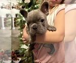 Small #2 French Bulldog