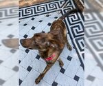 Small Photo #2 Labrador Retriever-Spaniel Mix Puppy For Sale in Coventry, CT, USA