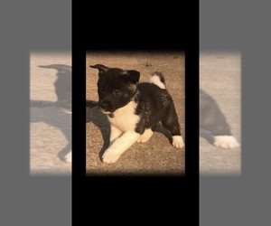 Akita Puppy for sale in KENNETT, MO, USA