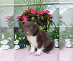 Small Photo #8 Australian Shepherd Puppy For Sale in ROCKY FACE, GA, USA