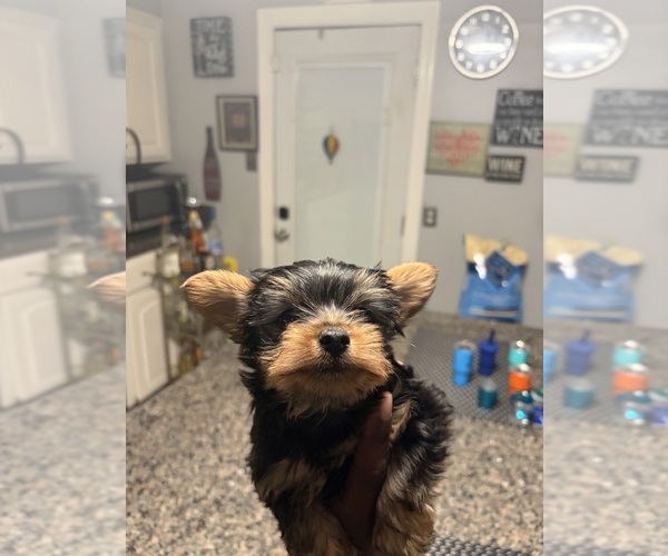 Medium Photo #1 Yorkshire Terrier Puppy For Sale in NORFOLK, VA, USA